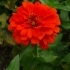 Zinnia violacea Orange